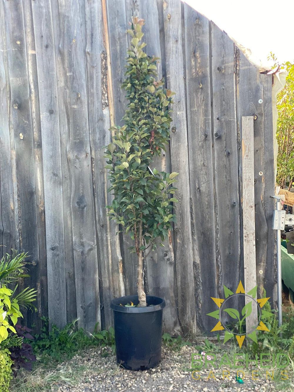 Purple Spire® Columnar Crabapple- Tree for sale, Grown in Grande Prairie -Braeheid Gardens Ltd. on Emerson Trail