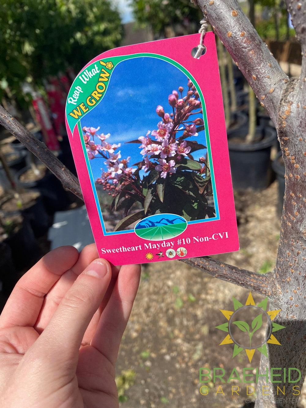 Sweetheart Mayday- Tree for sale, Grown in Grande Prairie -Braeheid Gardens Ltd. on Emerson Trail