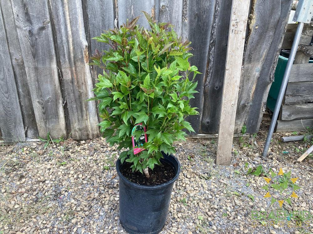 Buy Bailey Compact Amer. Cranberry an Edible Shrub in Grande Prairie Alberta - Braeheid Gardens Ltd.