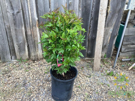 Buy Bailey Compact Amer. Cranberry an Edible Shrub in Grande Prairie Alberta - Braeheid Gardens Ltd.