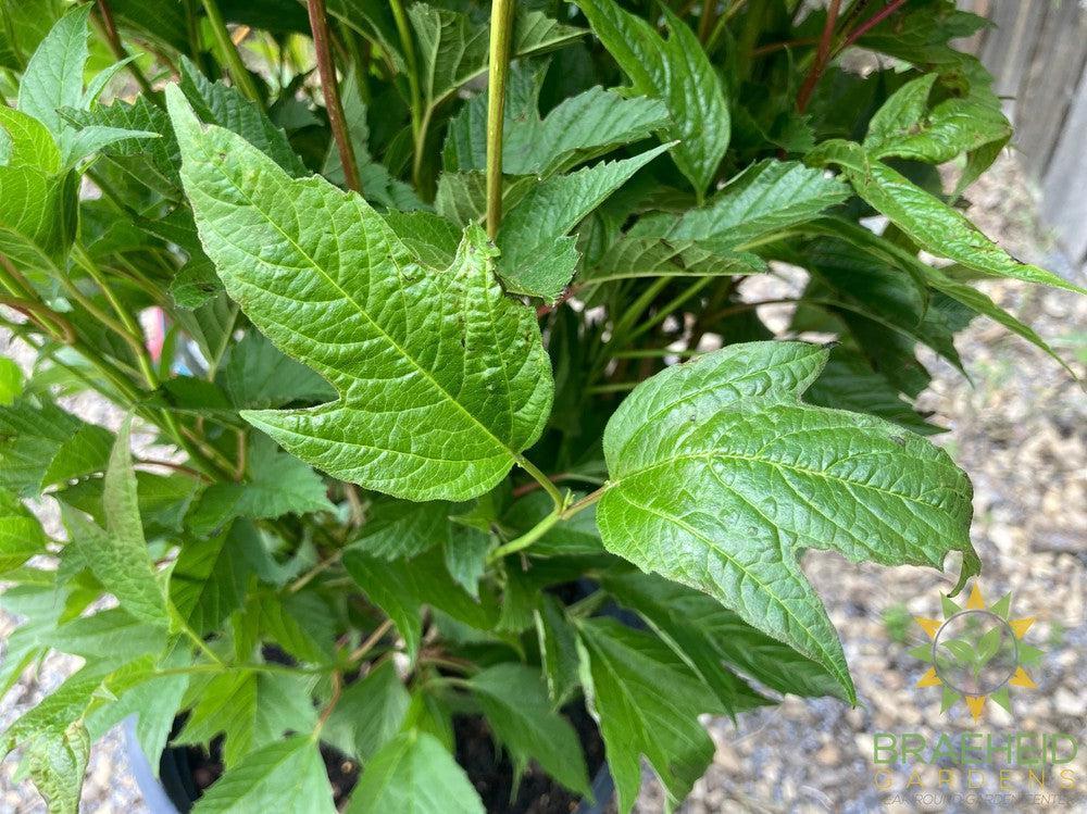 Buy Bailey Compact Amer. Cranberry an Edible Shrub in Grande Prairie Alberta - Braeheid Gardens Ltd.