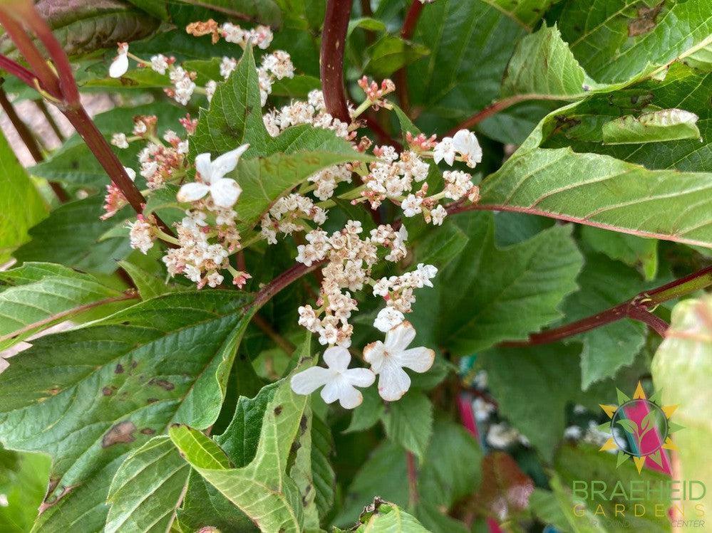 Buy Bailey Compact Amer. Cranberry an Edible Shrub in Grande Prairie Alberta - Braeheid Gardens Ltd.