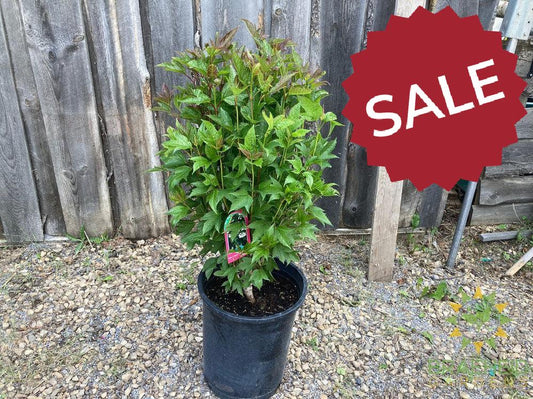Buy Bailey Compact Amer. Cranberry an Edible Shrub in Grande Prairie Alberta - Braeheid Gardens Ltd.