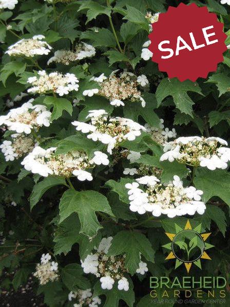 Buy Bailey Compact Amer. Cranberry an Edible Shrub in Grande Prairie Alberta - Braeheid Gardens Ltd.