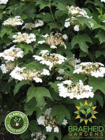 Buy Bailey Compact Amer. Cranberry an Edible Shrub in Grande Prairie Alberta - Braeheid Gardens Ltd.