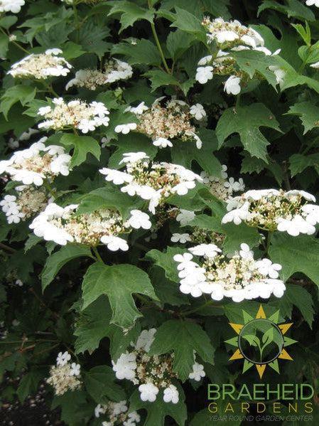Buy Bailey Compact Amer. Cranberry an Edible Shrub in Grande Prairie Alberta - Braeheid Gardens Ltd.
