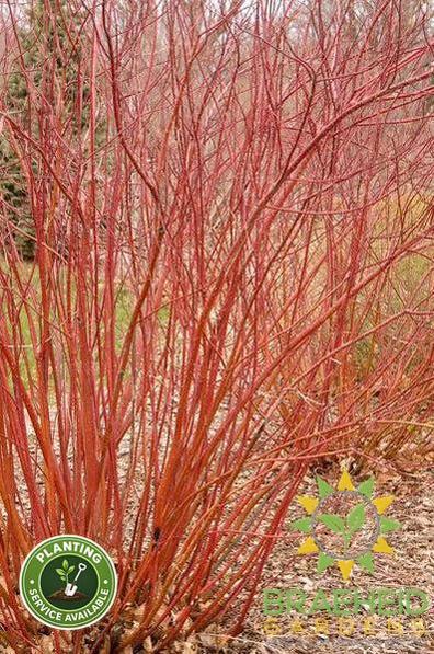 Bailey Red Twig Dogwood