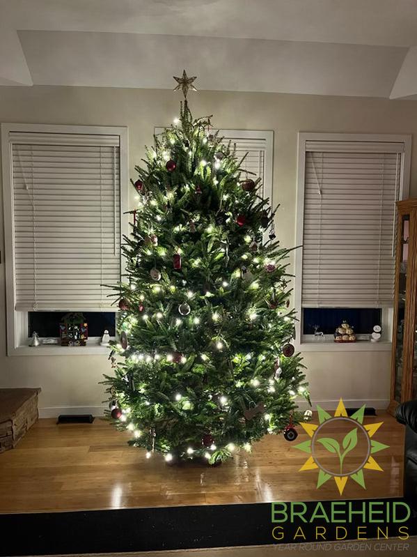 Decorated balsam fir Christmas tree in a cozy living room