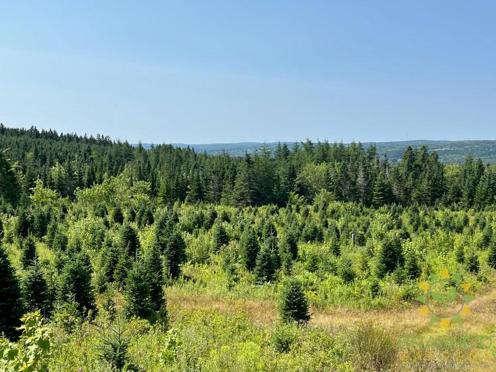 Premium Canadian-grown balsam fir trees at a Nova Scotia family tree farm