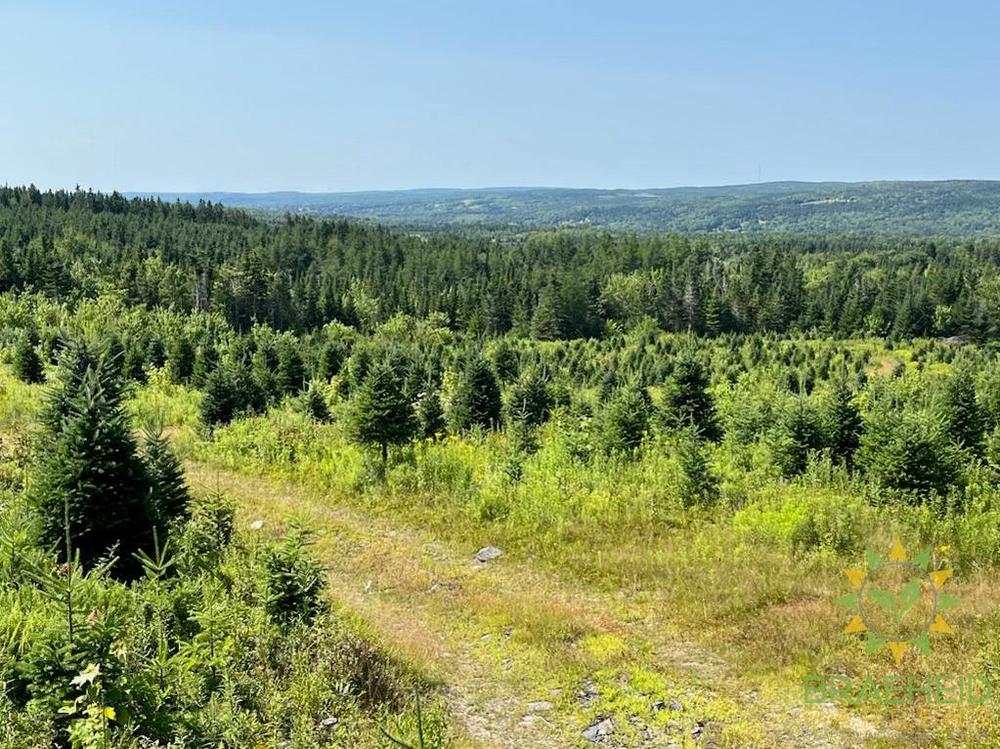 Fresh balsam fir Christmas trees in the field before harvest