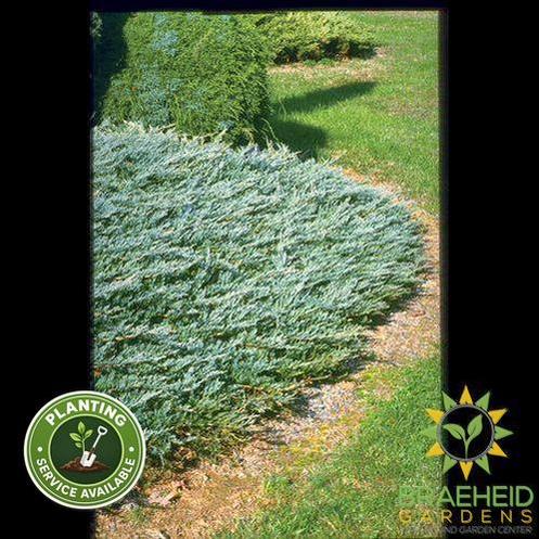 Bar Harbor Juniper