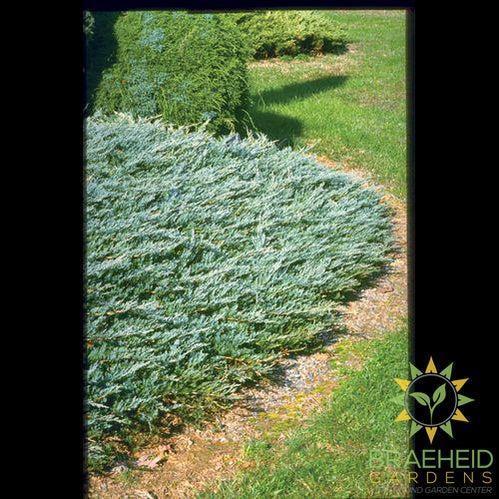Bar Harbor Juniper