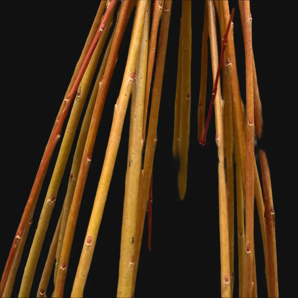 Basket willow Cuttings