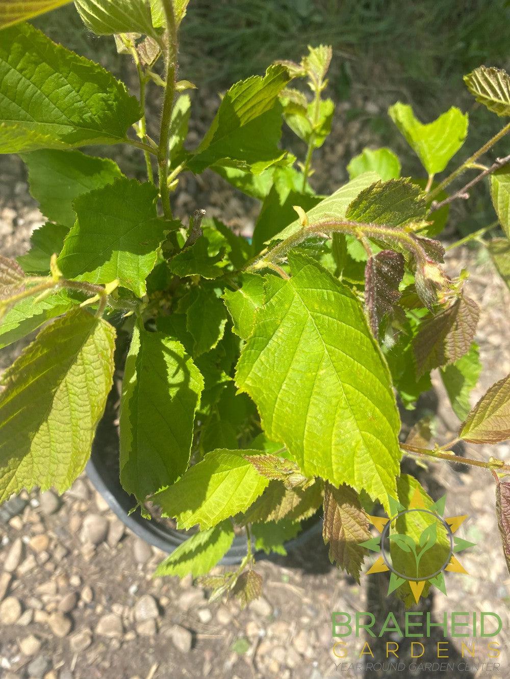 Beaked Hazelnut