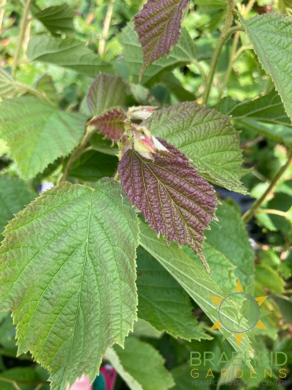 Beaked Hazelnut