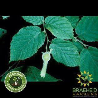 Beaked Hazelnut