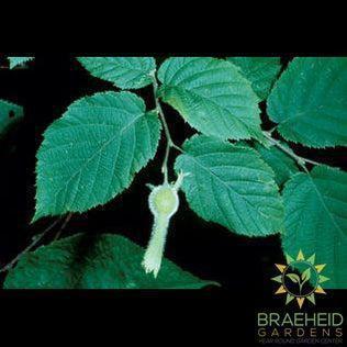 Beaked Hazelnut