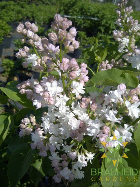 Beauty of Moscow French Lilac