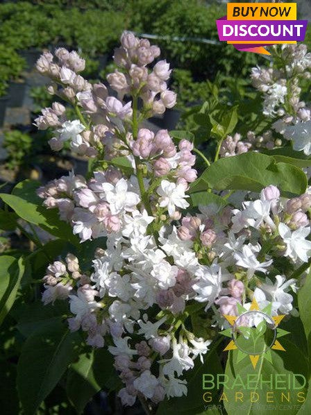 Beauty of Moscow French Lilac