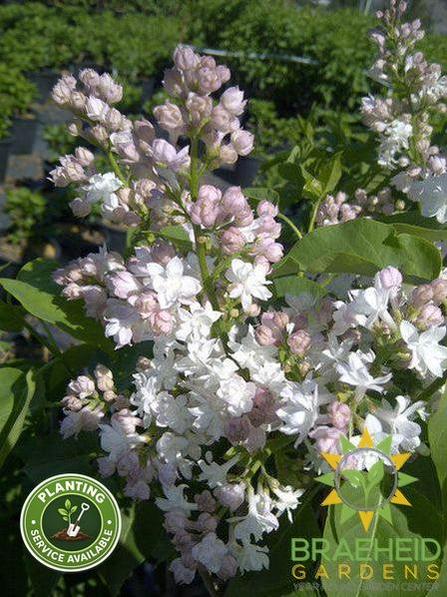Beauty of Moscow French Lilac