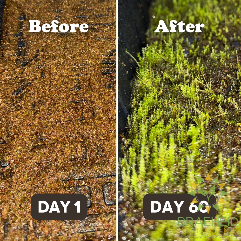 Native Boreal Mix Growable Moss for the Shade - PRE-ORDER