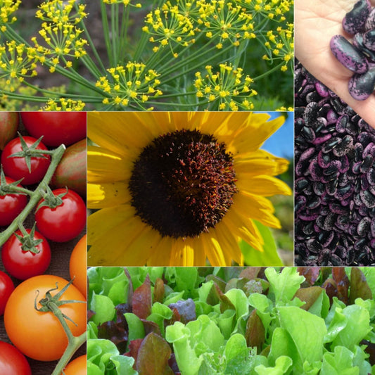 The Beginner's Garden Collection