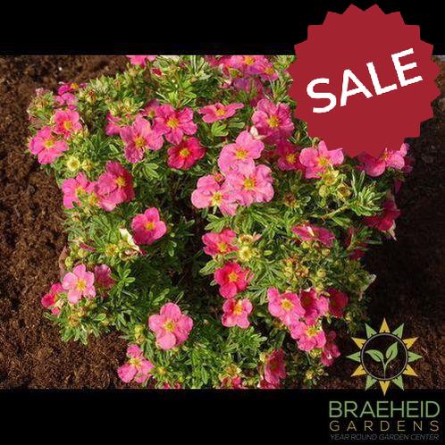 Bella Bellissima™ Potentilla