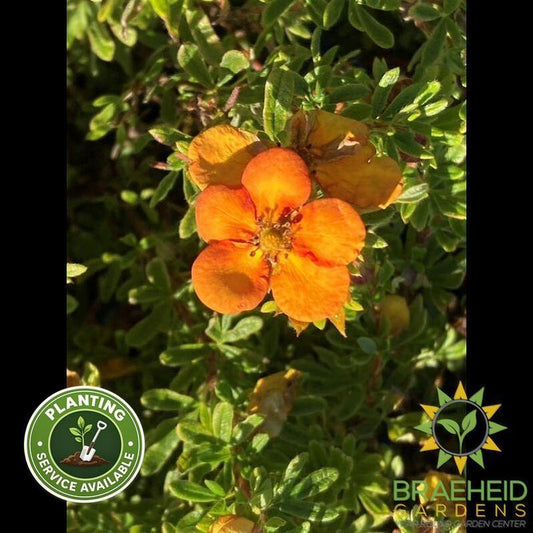 Bella Sol Potentilla