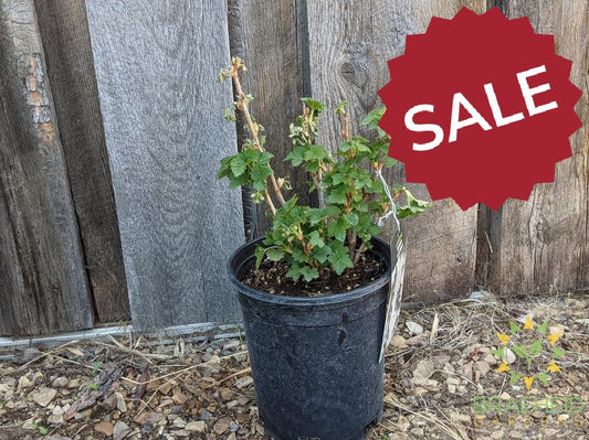 Buy Ben Connan Black Currant an Edible Shrub in Grande Prairie Alberta - Braeheid Gardens Ltd.