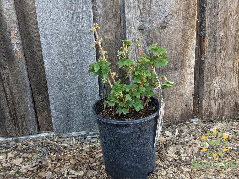 Buy Ben Connan Black Currant an Edible Shrub in Grande Prairie Alberta - Braeheid Gardens Ltd.