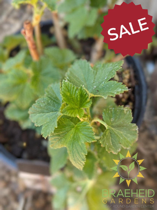 Buy Ben Connan Black Currant an Edible Shrub in Grande Prairie Alberta - Braeheid Gardens Ltd.