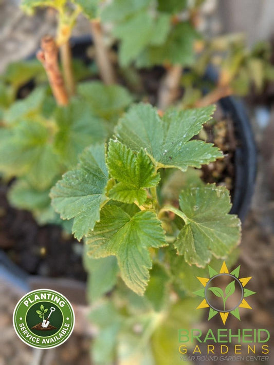 Buy Ben Connan Black Currant an Edible Shrub in Grande Prairie Alberta - Braeheid Gardens Ltd.