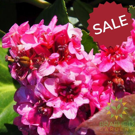 Pink Dragonfly Bergenia