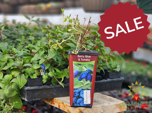 Buy Berry Blue/Tundra Haskap an Edible Shrub in Grande Prairie Alberta - Braeheid Gardens Ltd.