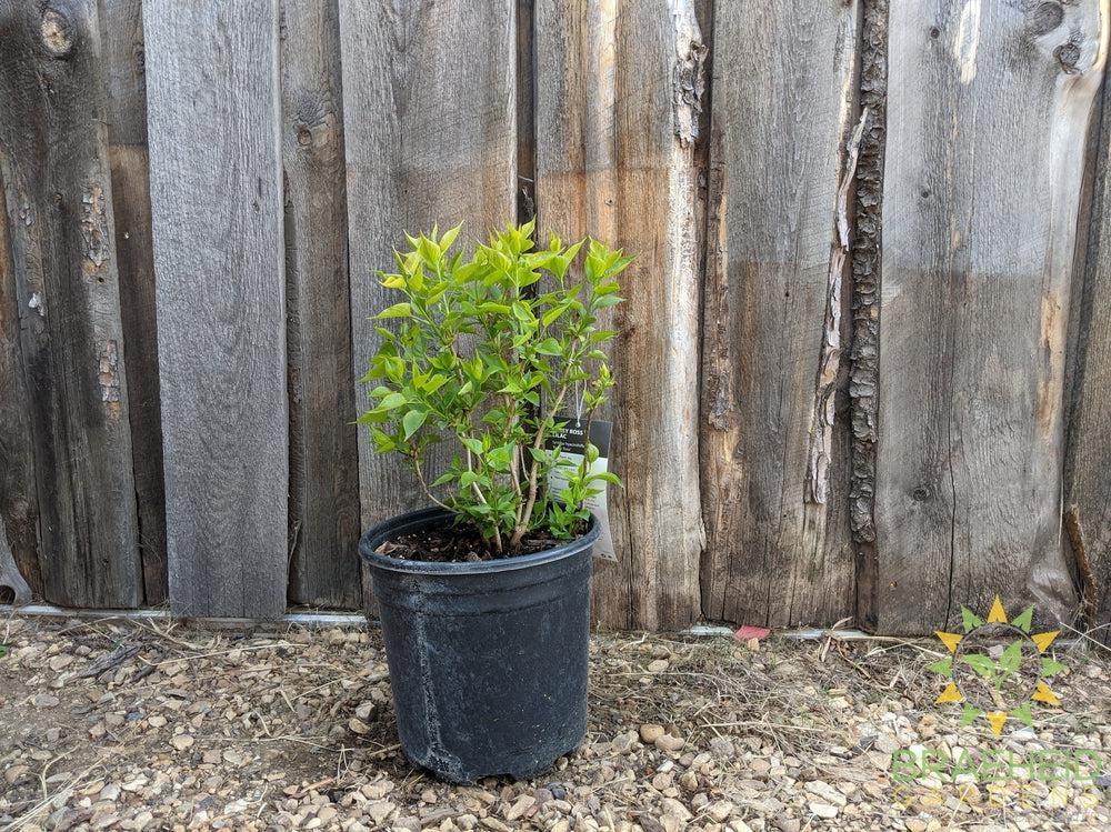 Betsy Ross Lilac