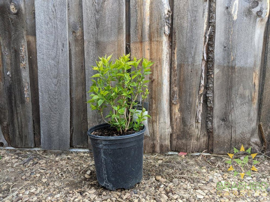 Betsy Ross Lilac