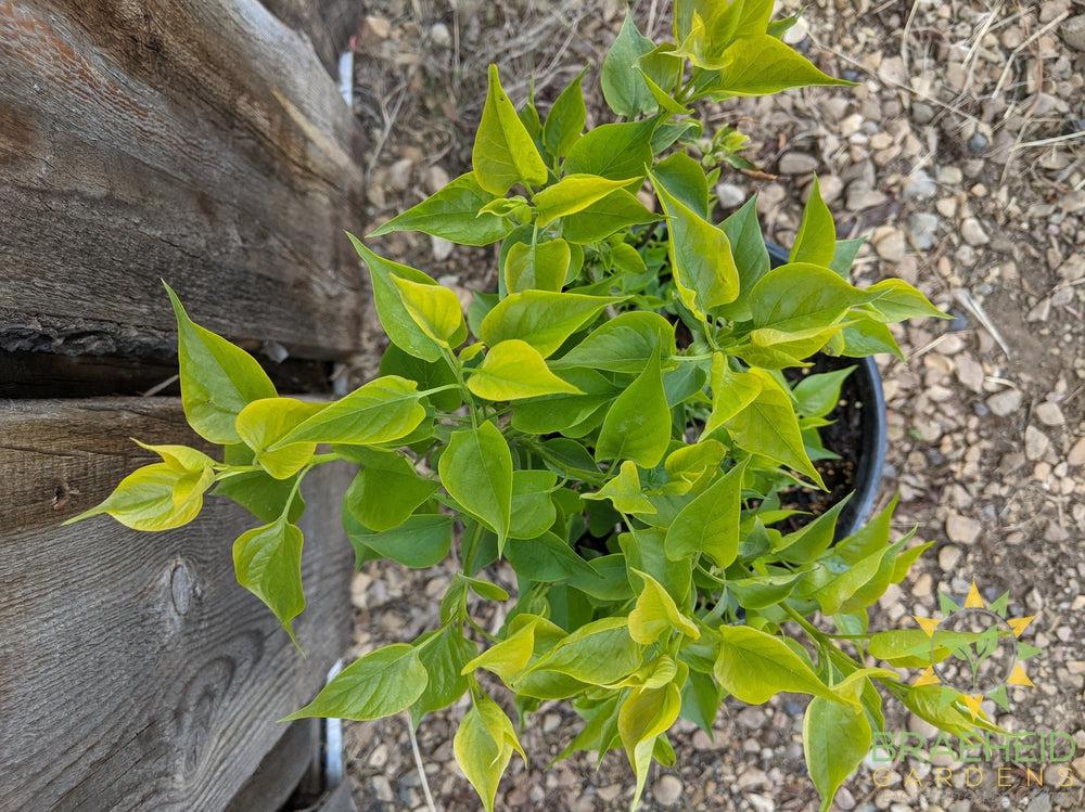 Betsy Ross Lilac