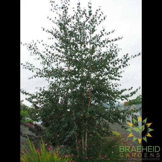 Royal Frost Birch