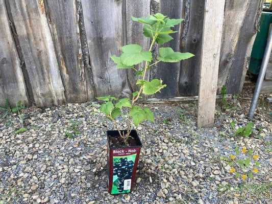 Buy Black Currant-Gadellier an Edible Shrub in Grande Prairie Alberta - Braeheid Gardens Ltd.