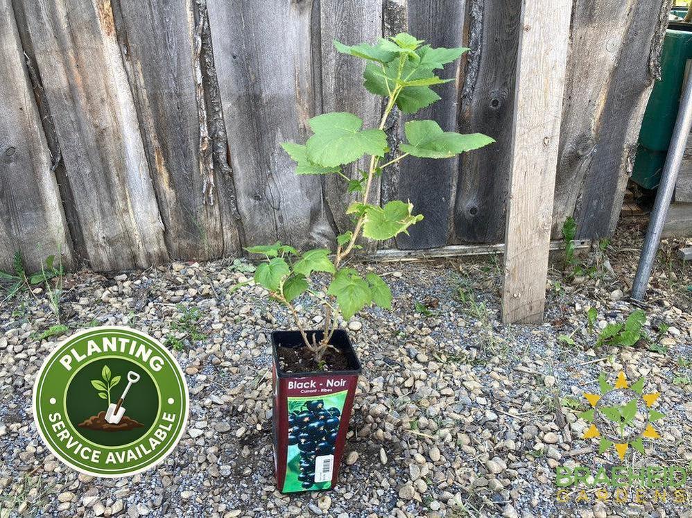Buy Black Currant-Gadellier an Edible Shrub in Grande Prairie Alberta - Braeheid Gardens Ltd.