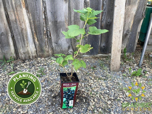 Buy Black Currant-Gadellier an Edible Shrub in Grande Prairie Alberta - Braeheid Gardens Ltd.