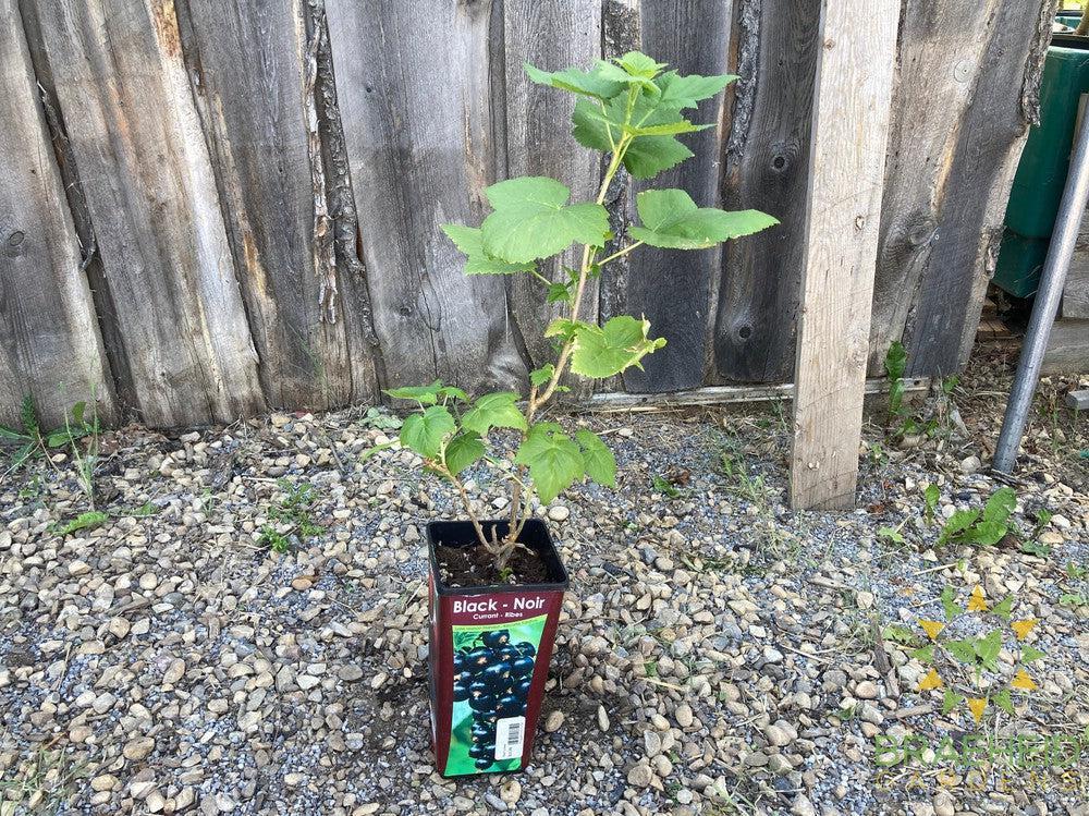 Buy Black Currant-Gadellier an Edible Shrub in Grande Prairie Alberta - Braeheid Gardens Ltd.