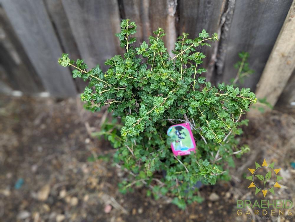 Buy Black Gooseberry an Edible Shrub in Grande Prairie Alberta - Braeheid Gardens Ltd.
