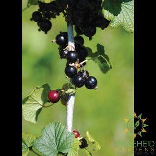 Buy Black Gooseberry an Edible Shrub in Grande Prairie Alberta - Braeheid Gardens Ltd.