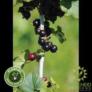 Buy Black Gooseberry an Edible Shrub in Grande Prairie Alberta - Braeheid Gardens Ltd.