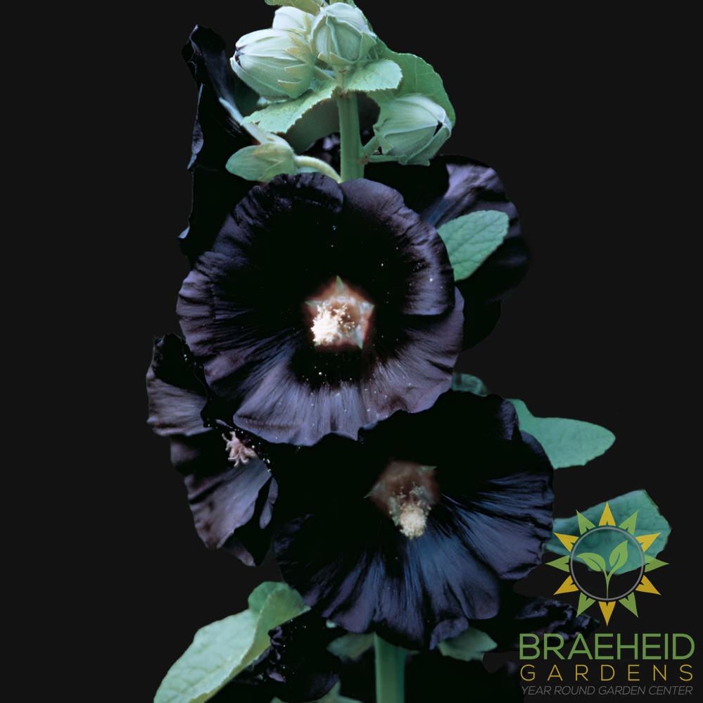 Black Hollyhock