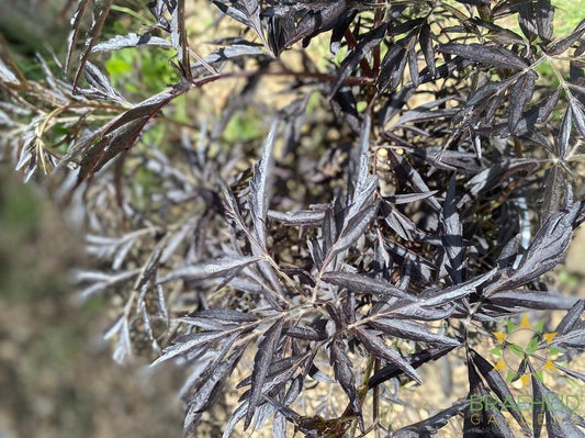 Black Lace® Elder