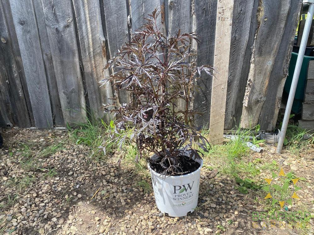 Black Lace® Elder