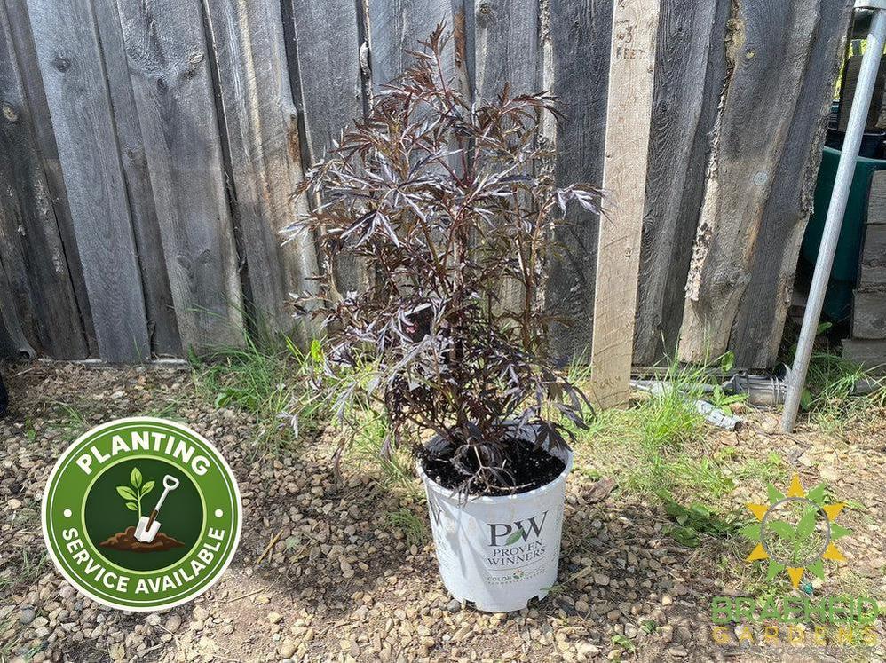 Black Lace® Elder