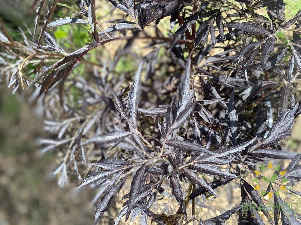 Black Lace® Elder